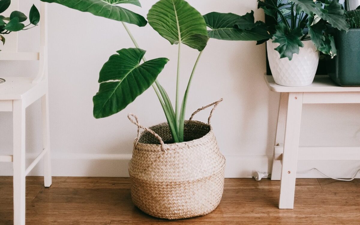 Las macetas son ideales para las habitaciones, ya que con ellas podemos incluir plantas para limpiar el aire, disipar las malas vibras o simplemente aportar vida vegetal para un ambiente natural.