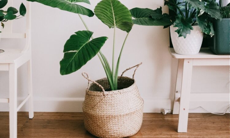 Las macetas son ideales para las habitaciones, ya que con ellas podemos incluir plantas para limpiar el aire, disipar las malas vibras o simplemente aportar vida vegetal para un ambiente natural.