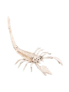 esqueleto de escorpion 13x30 cm